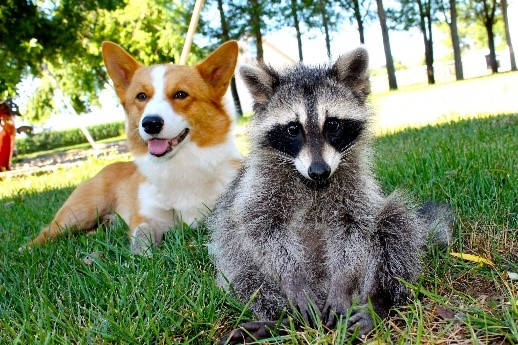 dogandracoon